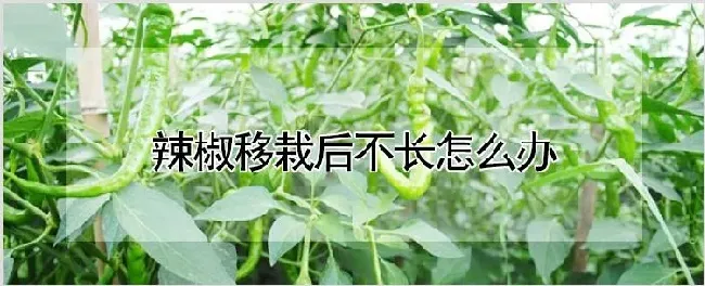 辣椒移栽后不长怎么办 | 农业技术