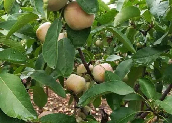 植物修剪|苹果树怎么剪枝 修剪时间和方法