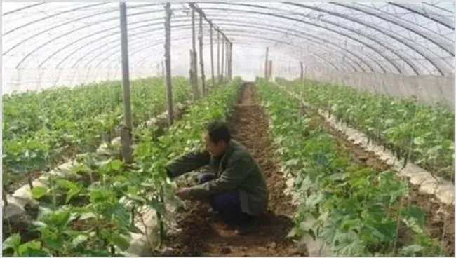 大棚蔬菜死苗的解决方法 | 种植技术