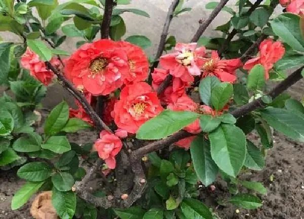 养殖方法|铁杆海棠花的养殖方法和注意事项
