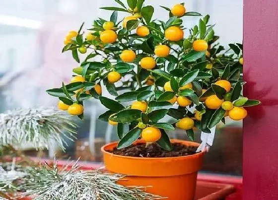 植物百科|喜阳室内花卉有哪些