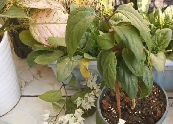 植物修剪|龙吐珠怎么修剪，修剪时间与方法）