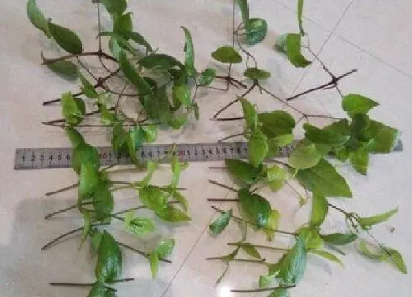 植物扦插|铁线莲可以扦插吗