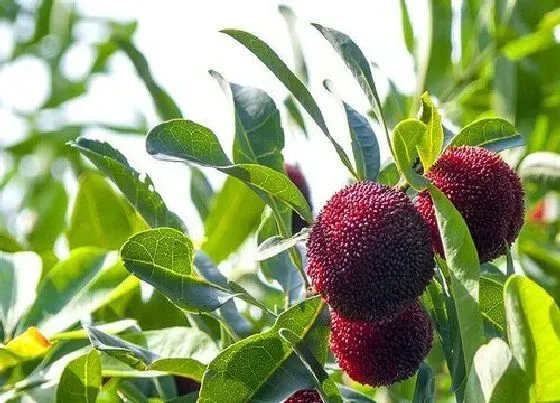 植物产地|杨梅是哪里的特产