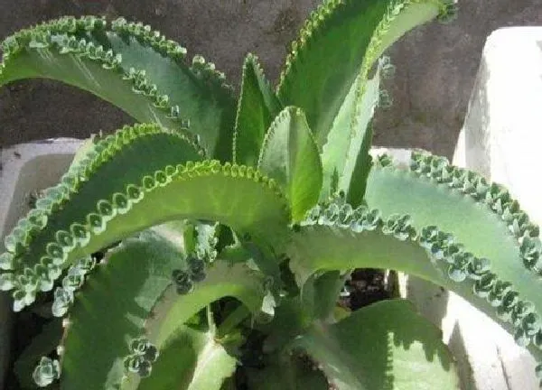 养殖方法|落地生根怎么养殖出状态好看