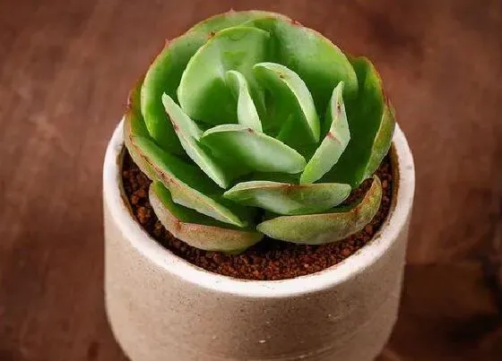 植物种类|新手适合养什么品种多肉（最值得入手的好看多肉植物）