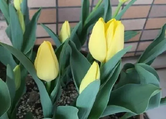 花卉百科|郁金香是哪个市的市花