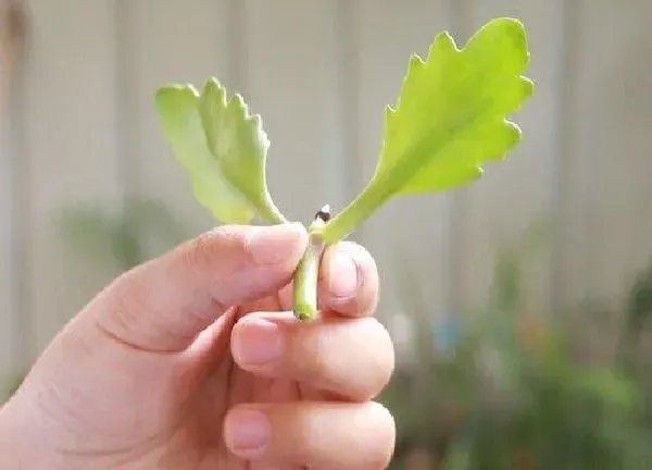 植物扦插|长寿梅几月份扦插最好