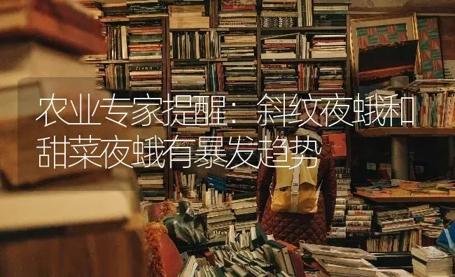 农业专家提醒：斜纹夜蛾和甜菜夜蛾有暴发趋势 | 蔬菜种植