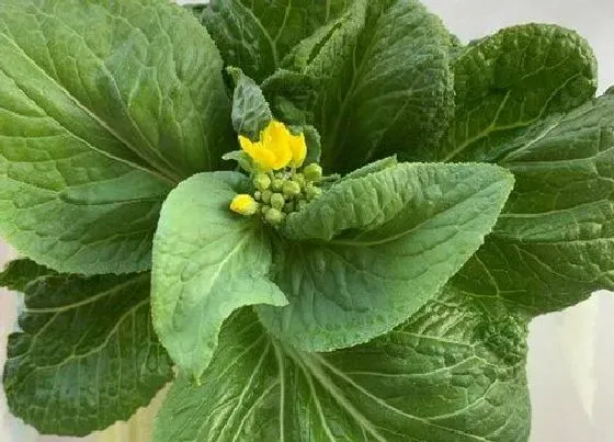 植物百科|白菜会开花吗 开花是什么样子的