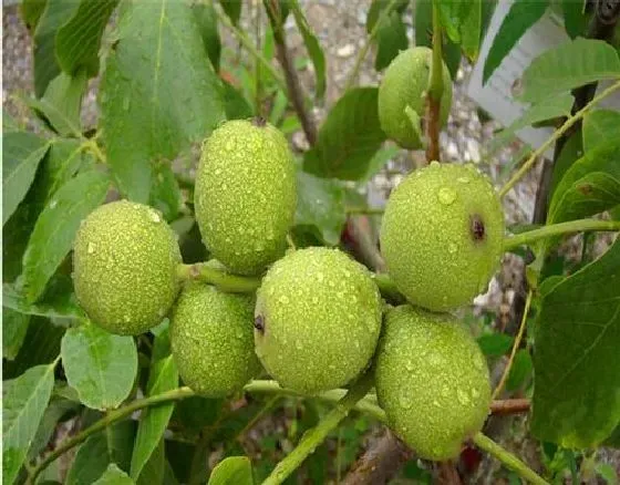 植物修剪|核桃树什么时候剪枝合适 几月修剪为最佳时间