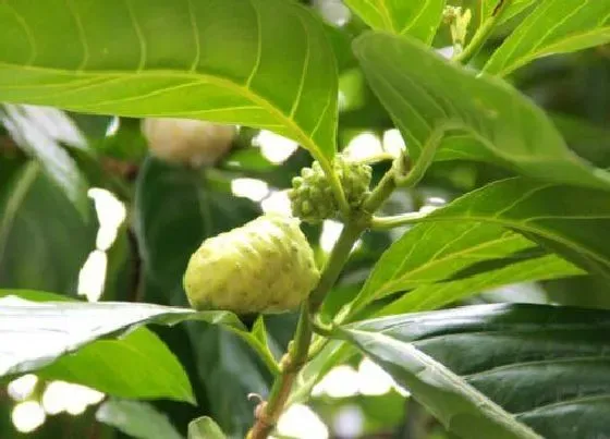开花时间|释迦果什么时候开花