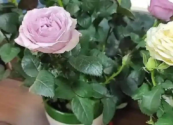 养殖科普|蚯蚓粪便适合养什么花或植物