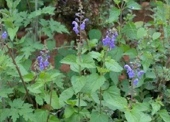 植物百科|蓝芩是什么植物