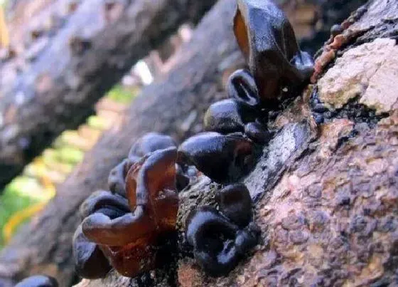 植物百科|地木耳生长在什么地方