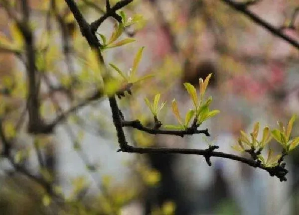植物发芽|石榴树什么时候发芽长叶
