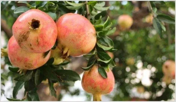 种植高产的软籽石榴方法介绍 | 农业技术