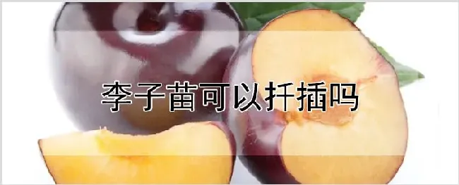 李子苗可以扦插吗 | 养殖技术