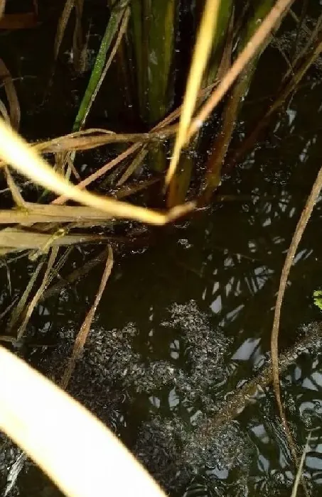 植物虫害|水稻打飞虱如何施药（水稻后期用什么药打飞虱效果好）