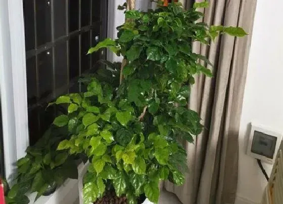 叶子发软|绿宝叶子下垂怎么办