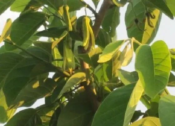 开花时间|释迦果什么时候开花