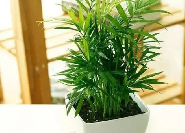植物浇水|袖珍椰子冬天要怎么浇水