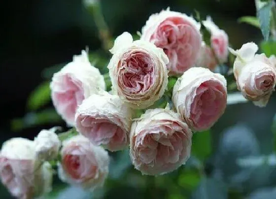 花朵|绒球花的特点
