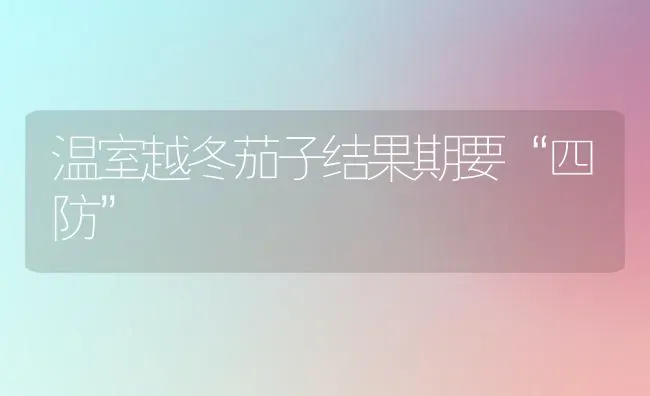 温室越冬茄子结果期要“四防” | 瓜果种植