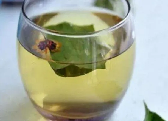 植物泡水|车前草可以泡水喝吗