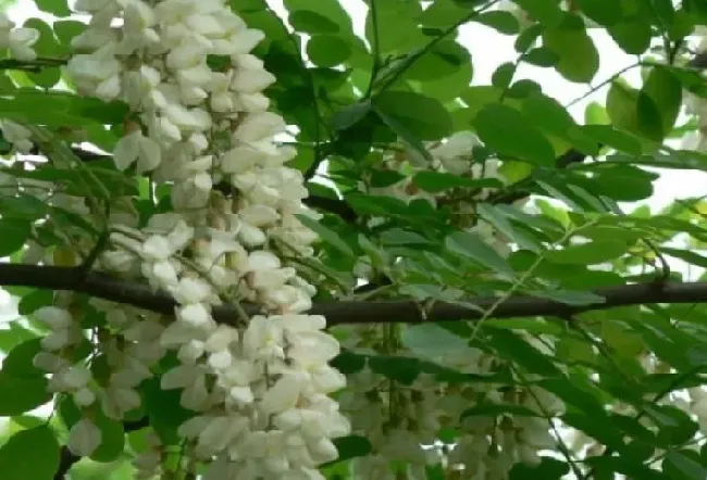 植物种类|紫穗槐是乔木还是灌木植物