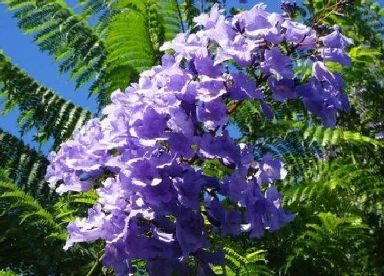 花期|蓝花楹一年开几次花 花期多长时间