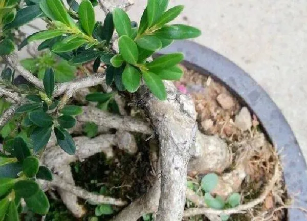 养殖科普|黄杨喜水吗 属于喜水植物吗