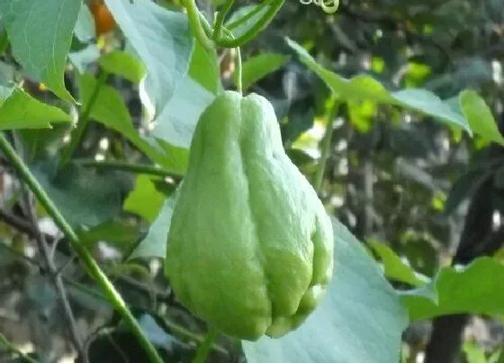 种植管理|佛手瓜什么季节种植合适