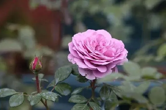 植物百科|月季花可以淋雨吗 下雨天可以放外面淋雨吗