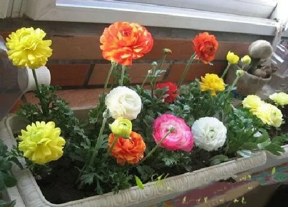 冬天植物|花毛茛冬天会冻死吗