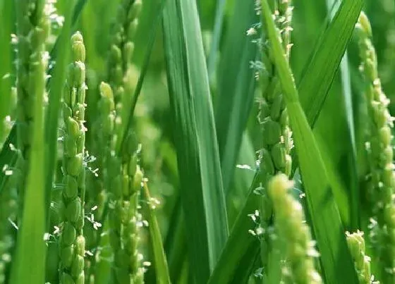 植物百科|跟冰草长得很像的蔬菜