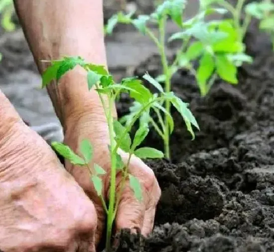 种植土壤|壤土是什么土