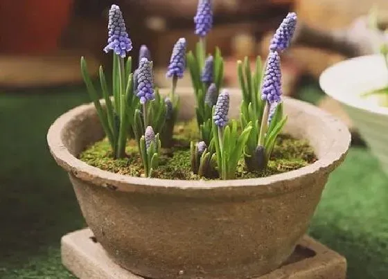 冬天植物|冬天有哪些植物开花（冬天哪些植物不怕冷能战胜风雪）