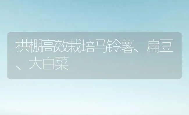 拱棚高效栽培马铃薯、扁豆、大白菜 | 蔬菜种植