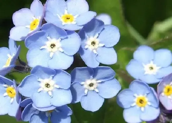 花语|有什么花的花语是厮磨 花语代表厮磨的花