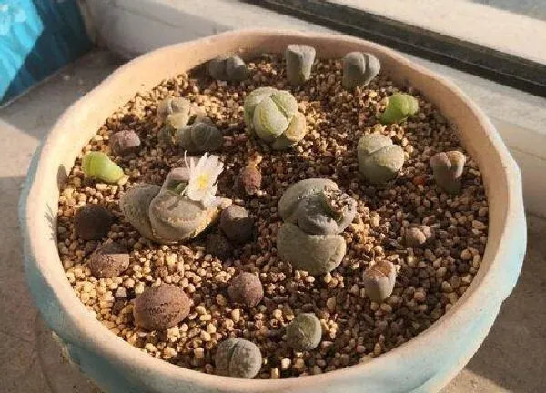 植物浇水|如果多肉浇多了水怎么办（不小心多肉植物浇水过多补救）
