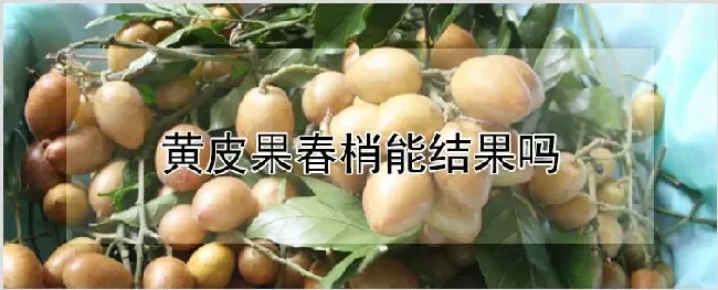 黄皮果春梢能结果吗 | 农业科普