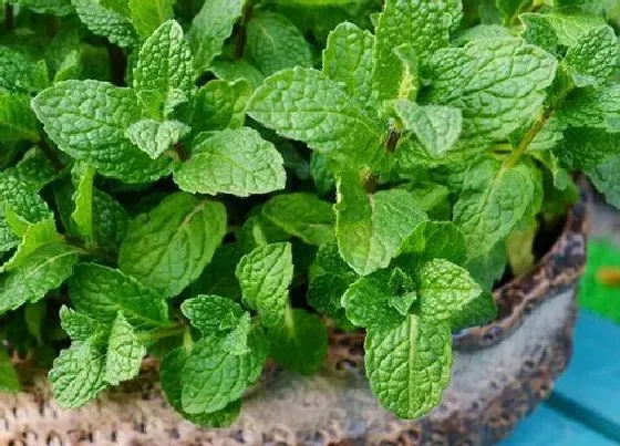 植物文学|薄荷的生长过程
