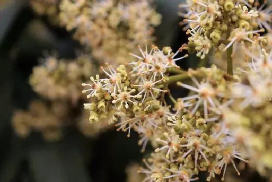 果实科普|荔枝几月开花结果 什么时候开花结果