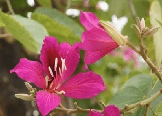 植物寓意|紫荆花是哪里的区花（介绍紫荆花是哪个市的市花）