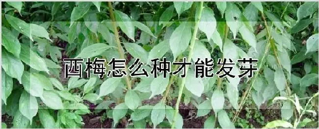 西梅怎么种才能发芽 | 自然知识
