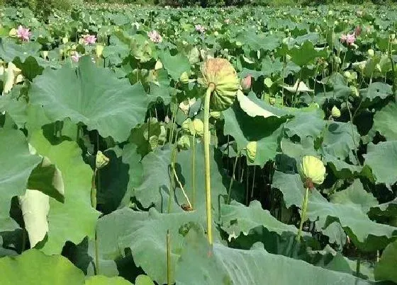 开花时间|莲子种植多久开花 用莲子种荷花多长时间开花