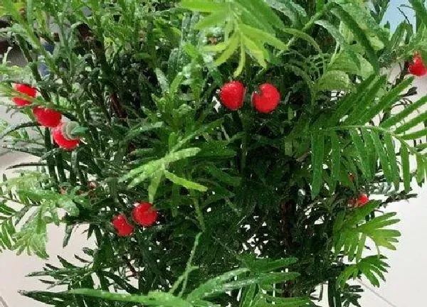养殖方法|红豆杉树怎么养才能养好