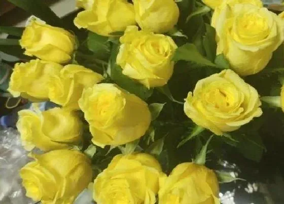 花语|24朵玫瑰代表什么花语