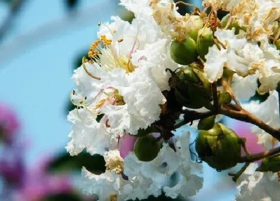 开花时间|紫薇花什么时候开花 一年开花几次